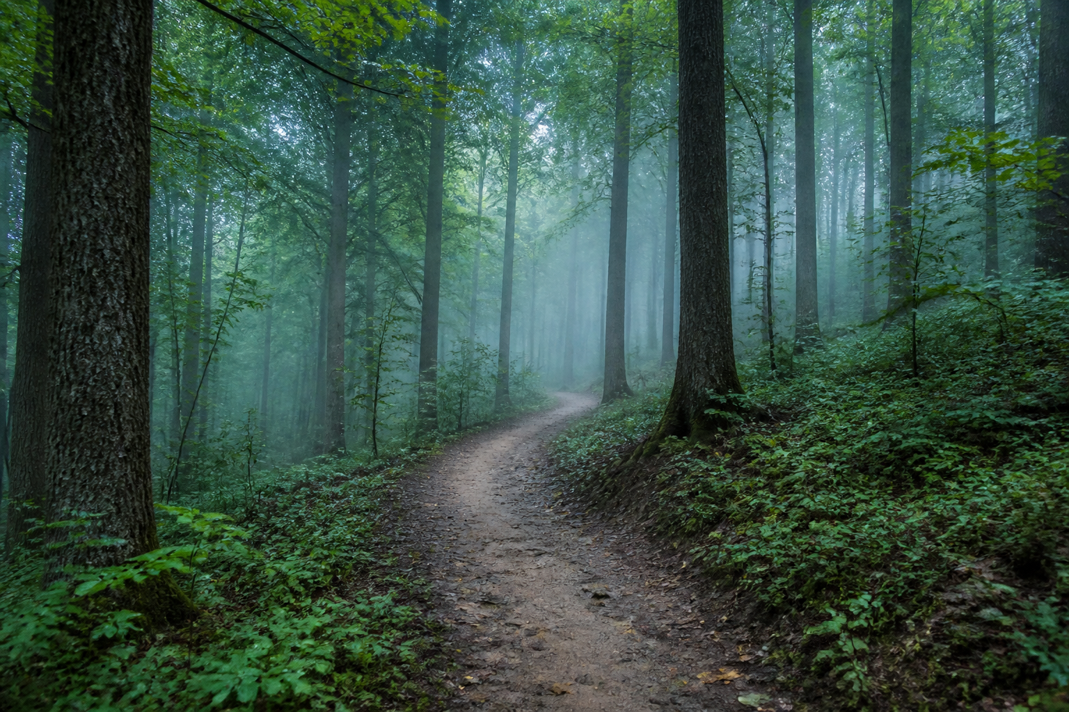 A winding packed-earth trail curving through tall Midwest woods in cool mist.
